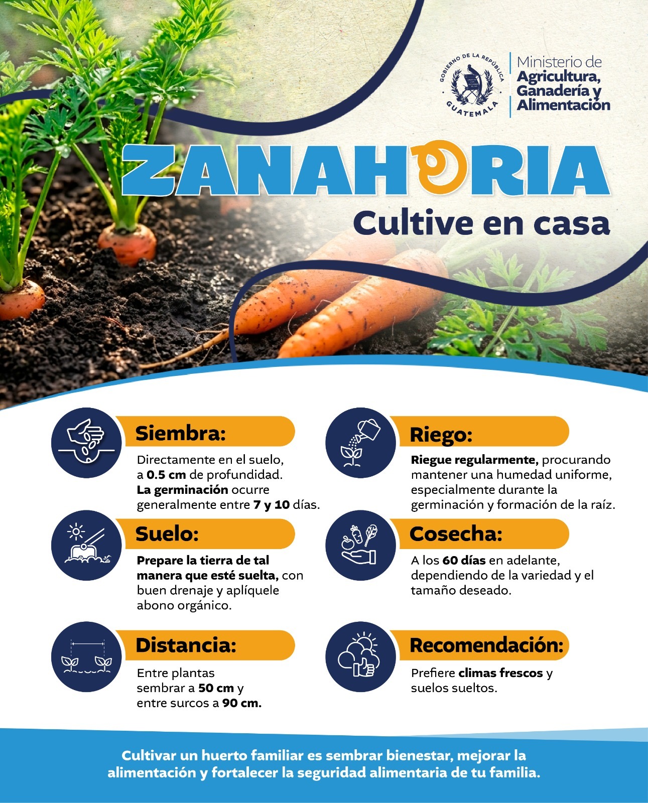 Cultive zanahoria en casa
