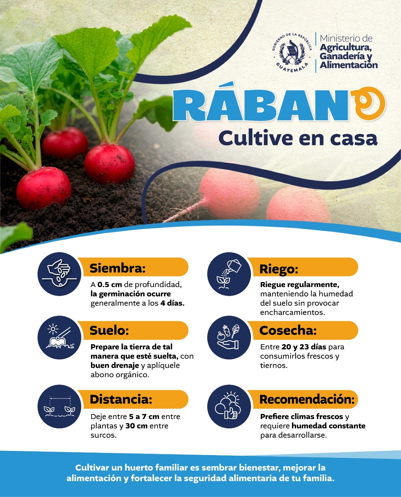 Rábano