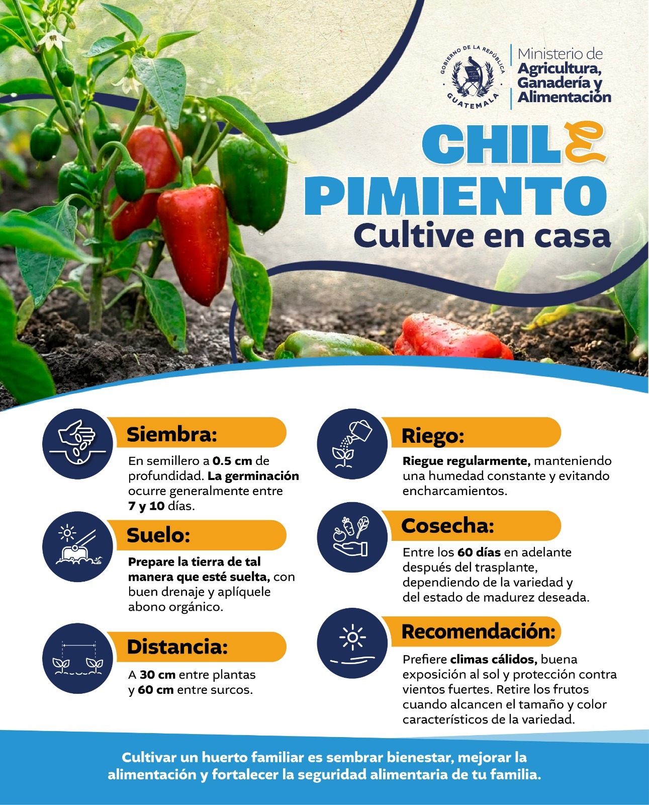 Cultive chile pimiento en su hogar