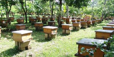abejas