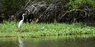 El ecosistema manglar es hogar y refugio de diversidad de aves. 
