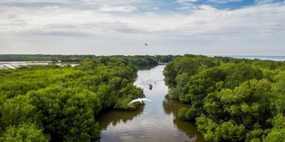 Manglar