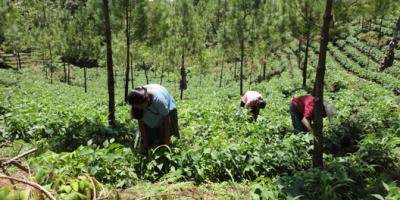 Beneficiarios de incentivos forestales