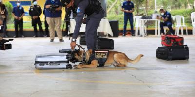 Escuela canina