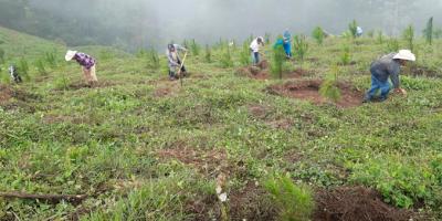 Los incentivos forestales en 2021 han generado 6,384,388 jornales laborales