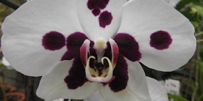 Orquideas