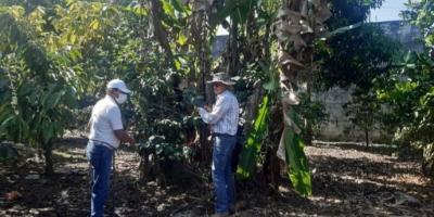 Ceniza expulsada por el volcán Santiaguito no  provocó daños a cultivos