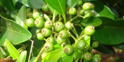 vida silvestre