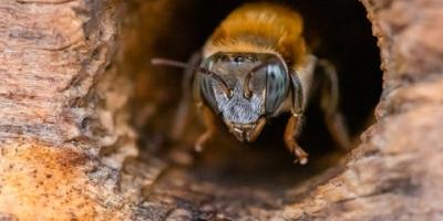 abejas