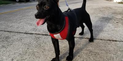 Recomendaciones para cuidar a sus mascotas si viaja en esta época