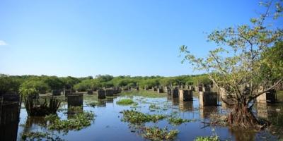 Pobladores restauran ecosistemas de manglares en Santa Rosa 