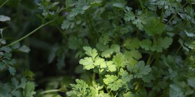 Cilantro un cultivo que dinamiza mercados