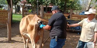 Respuesta oportuna salva a res en Cabañas, Zacapa