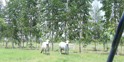 Sistemas agroforestales impulsan una agricultura más sostenible