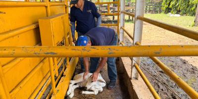 Vigilancia activa y acciones de prevención del Gusano Barrenador en Poptún