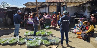 Entrega de 80 mil pilones de hortalizas da impulso a huertos familiares