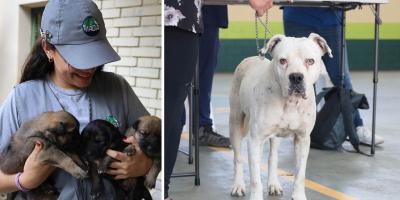 UBA: nueve años promoviendo el bienestar animal