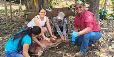 Refuerzan vigilancia epidemiológica para prevenir el Gusano Barrenador