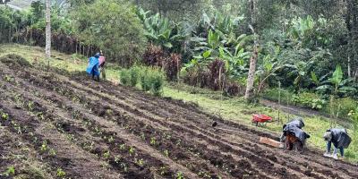En Alta Verapaz optimizan la producción de alimentos frescos y diversificados