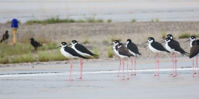 Aeropuerto Mundo Maya refuerza vigilancia por temporada de aves migratorias