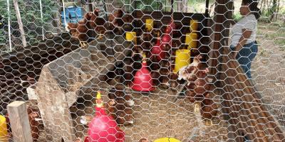 Impulsan producción de aves de postura y cultivo de rosa de Jamaica en Zacapa