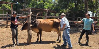 Las jornadas de vacunación contra la rabia protegen a miles de animales