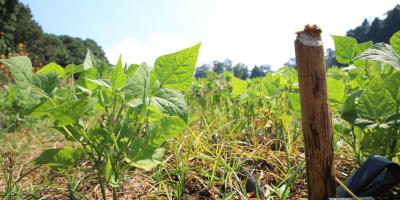 Monitorean cultivos en 12 departamentos debido al calor y la falta de humedad