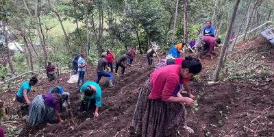 Siembran mil pilones de hortalizas para impulsar la economía comunitaria en Cobán