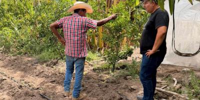 Sistema de riego por goteo impulsa cultivo de cebolla y tomate en Teculután