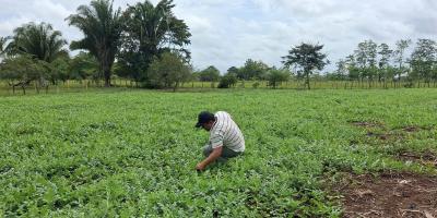 Productores de El Chal fortalecen el manejo del cultivo de sandía
