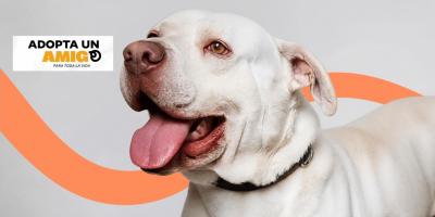 Requisitos para la adopción de una mascota