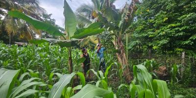 En Petén fortalecen el manejo de cultivos y aves de engorde