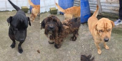 Entregan tres perros por incumplir medidas de bienestar animal