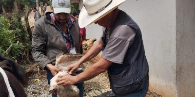 Vacunación protege a más de mil aves de traspatio y producción en Jalapa