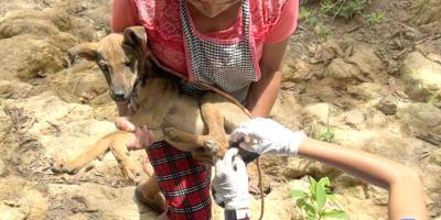 Atienden a 35 animales en prevención del Gusano Barrenador