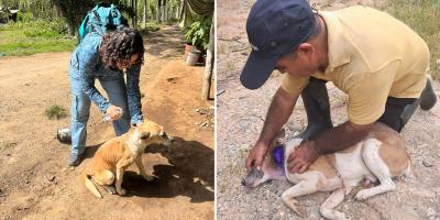Atienden casos de Gusano Barrenador en perros en cuatro departamentos