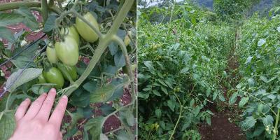 Optimizan cultivo de tomate en huerto comunal de Zacapa