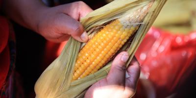 Buena cosecha del norte del país favorece el abastecimiento y los precios