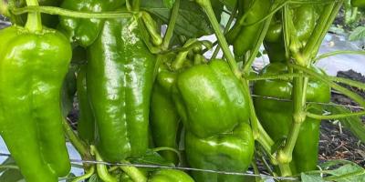 Cultive chile pimiento en su hogar