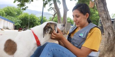 Guía para el buen cuidado de perros y gatos