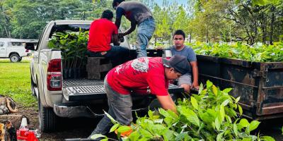 Más de 320 mil plántulas forestales producidas en Petén