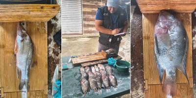 Registran especies de Río Dulce durante VIII jornada de pesca científica en Río Dulce