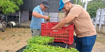 Productores de El Chal reciben pilones para el cultivo de chile Cobán