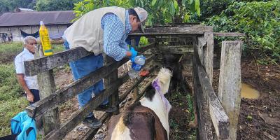 Curan caso de Gusano Barrenador en una yegua en Raxruhá