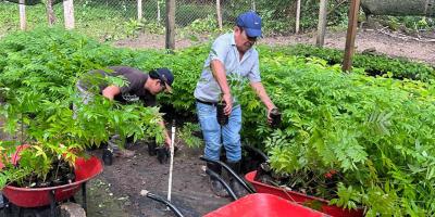 Sistemas agroforestales fortalecen una producción sostenible