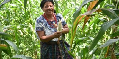 Más de 33 mil productores beneficiados con Seguro Agropecuario