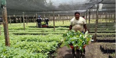 MAGAcciones | Más de 320 mil plántulas forestales producidas en Petén