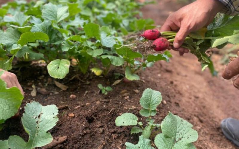 Secretaría de Seguridad Alimentaria y Nutricional 