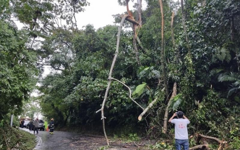Lluvias y fuertes vientos causaron caída de árbol en Colomba, Quetzaltenango, incidente registrado el jueves 22 de julio.