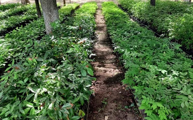 Vivero de la Autoridad para el Manejo de la Cuenca del Lago Petén Itzá